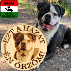 amerikai bulldog kép alapján